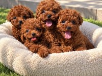 Ailenizin Yeni Üyesi Poodle