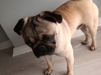 9 aylık pug