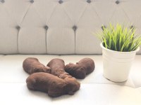 ANNE ALTINDA TOY BOY RED BROWN POODLE SAĞLIK VE IRK GARANTİ