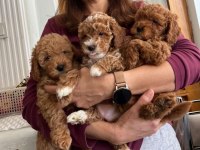 Maltipoo cinsi yavrular