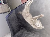 A kalite scottish fold yavrular