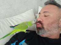 11 aylık çok yakışıklı sağlıklı veteriner bakımlı monk