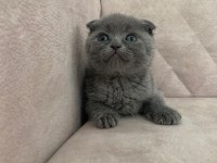 Ayı surat top kafa sıfır kulak ERKEK bebiş