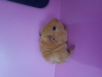 Peruvan ginepig yavrularımız