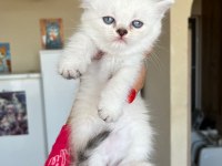 Evinizin yeni üyesi olacak bıcırık kediler