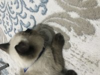 Bakmaya kıyamadığım british shorthair