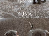 BRİTİSH VE SCOTTİSH KARDEŞLER