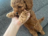 2 Ay 15 Günlük Erkek Toy Poodle