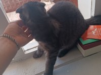 Van scottish fold kedimiz