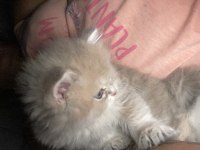 2 aylık erkek british longhair