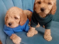 Tuvalet Eğitimli Maltipoo Yavrular