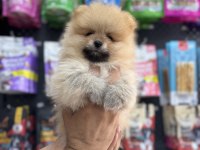 Pomeranian yavrularımız teacup sıfır boy