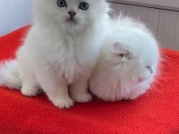 Maviş gözlü safkan british longhair yavrular