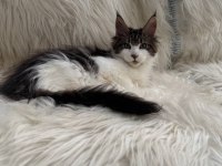 Nadir renklerde safkan maine coon yavruları