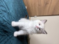 Ragdoll 3 kedimiz