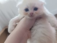 Sarı orjinal scottish fold