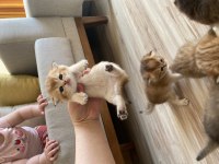 Golden Scottish Fold bebek yavrular