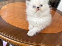 British Longhair Kediler