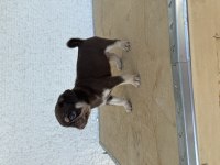 Choco Tan Pug Mops