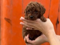 Çıtır poodle kurabiyelerim yeni yuvasını arıyor