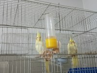 Lutino takım bir kez yavru alındı sağlıklı kuşlar
