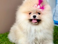 Safkan Pomeranian Boo Yavrularımız