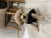 maltipoo köpekleri