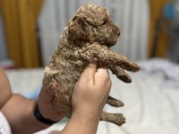 Toy Poodle miniklerim