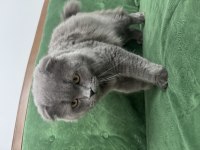 Scottish Fold Longhair