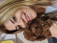 Toy poodle erkek