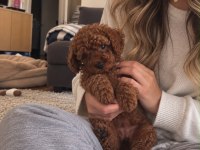 Red Toy Poodle