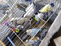 2 4 aylık yavru dişi erkek muhabbet kuşları