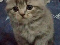 2 nisan doğumlu dişi scottish fold
