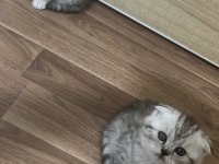 Sevimli scottish fold bebekler