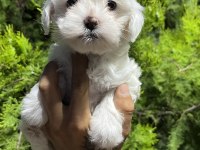 Safkan Maltese Terrier Yavrularımız Hazır