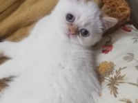 British shorthair red point 2 aylık