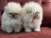 Ankaranın en seçkin pomeranian boo yavrular