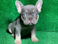 MUHTEŞEM GÖZ RENGİ LİLAK TAN FRENCH BULLDOG
