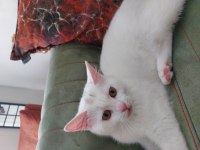 british shorthair cinsi 4 aylık erkek kedimiz