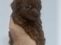 Kore Dark Red Erkek Yavru Poodle