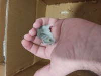 Çok Tatlı Minnoş Yavru Hamsterler