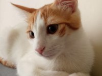 6 Aylık kedimize cok acil yuva ariyoruz