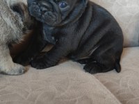 KALİTELİ PUG MOPS YAVRULAR