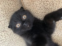 Scottish fold kedisi yavru cana yakin kedi tam cins