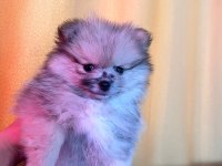 POMERANİAN BOO TEDDY BEAR