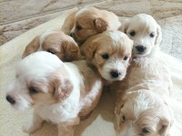 Minik Maltipoo Bebekler