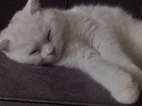 8-9 aylık scottish fold erkek