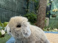 Mini lop tavşan yavruları