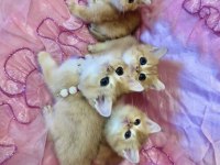 British Shorthair Yavru Kediler