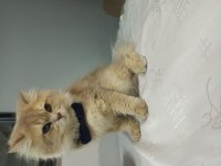 Yakışıklı british longhair